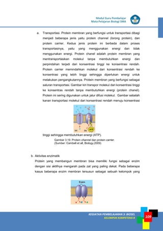 LISTRIK untuk SMP
KEGIATAN PEMBELAJARAN 3: BIOSEL
KELOMPOK KOMPETENSI B
Modul Guru Pembelajar
Mata Pelajaran Biologi SMA
109
a. Transportasi. Protein membran yang berfungsi untuk transportasi dibagi
menjadi beberapa jenis yaitu protein channel (lorong protein), dan
protein carrier. Kedua jenis protein ini berbeda dalam proses
transportasinya, yaitu yang menggunakan energi dan tidak
menggunakan energi. Protein chanel adalah protein membran yang
mentransportasikan molekul tanpa membutuhkan energi dan
perpindahan terjadi dari konsentrasi tinggi ke konsentrasi rendah.
Protein carrier memindahkan molekul dari konsentrasi rendah ke
konsentrasi yang lebih tinggi sehingga diperlukan energi untuk
melakukan pengangkutannya. Protein membran yang berfungsi sebagai
saluran transportasi. Gambar kiri transpor molekul dari konsentrasi tinggi
ke konsentras rendah tanpa membutuhkan energi (protein chanel).
Protein ini sering digunakan untuk jalur difusi molekul. Gambar sebelah
kanan transportasi molekul dari konsentrasi rendah menuju konsentrasi
tinggi sehingga membutuhkan energi (ATP).
Gambar 3.19. Protein channel dan protein carrier.
(Sumber: Cambell et all, Biology,2009)
b. Aktivitas enzimatik
Protein yang membangun membran bisa memiliki fungsi sebagai enzim
dengan sisi aktifnya mengarah pada zat yang paling dekat. Pada beberapa
kasus beberapa enzim membran tersusun sebagai sebuah kelompok yang
 