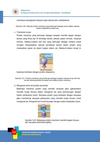 PPPPTK IPA
Direktorat Jenderal Guru dan Tenaga Kependidikan - Kemdikbud
KEGIATAN PEMBELAJARAN 3: BIOSEL
KELOMPOK KOMPETENSI B
110
membawa serangkaian tahapan pada sebuah jalur metabolisme.
Gambar 3.20. Sebuah protein membran yang berfungsi sebagai enzim dalam sebuah
reaksi metabolisma dalam sel.
c. Transduksi sinyal
Protein membran yang berfungsi sebagai reseptor memiliki bagian dengan
bentuk yang khas dan fit terhadap bentuk sebuah pesan kimiawi, misalnya
hormon. Moleku-molekul dari luar yang berfungsi sebagai molekul sinyal
mungkin menyebabkan sebuah perubahan bentuk dalam protein yang
melanjutkan pesan ke dalam bagian dalam sel. Molekul-molekul sinyal ini
biasanya berikatan dengan protein sitoplasma.
Gambar 3.21. Protein membran yang berfungsi sebagai reseptor sebuah sinya dari luar
sel dan ditransduksikan ke dalam sel melalui protein membran.
d. Mengenali antar sel (protein penanda)
Beberapa membran protein yang memiliki senyawa gliko (glikoprotein)
memiliki fungsi khusus dalam mengenali sel yang berhubungan dengan
sistem pertahanan tubuh. Senyawa protein yang berikatan dengan senyawa
gliko membentuk senyawa glikoprotein yang memiliki fungsi khusus untuk
mengenali sel. Pengenal sel ini berhubungan dengan sistem kekebalan tubuh.
Gambar 3.22. Beberapa protein membran memiliki bagian khusus
dari senyawa karbohidrat (gliko).
 