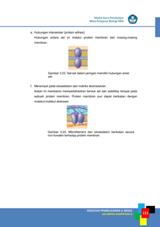LISTRIK untuk SMP
KEGIATAN PEMBELAJARAN 3: BIOSEL
KELOMPOK KOMPETENSI B
Modul Guru Pembelajar
Mata Pelajaran Biologi SMA
111
e. Hubungan interseluler (protein adhesi)
Hubungan antara sel ini melalui protein membran dari masing-masing
membran.
Gambar 3.23. Sel-sel dalam jaringan memiliki hubungan antar
sel.
f. Menempel pada sitosekleton dan matriks ekstraseluler.
Ikatan ini membantu mempertahankan bentuk sel dan stabilitas tempat pada
sebuah protein membran. Protein membran pun dapat berikatan dengan
molekul-molekul ekstrasel.
Gambar 3.24. Mikrofilament dari sitoskeleton berikatan secara
non kovalen terhadap protein membran.
 