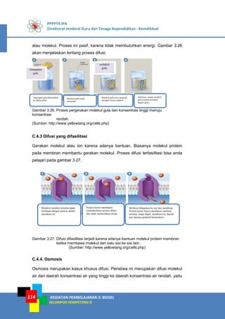 PPPPTK IPA
Direktorat Jenderal Guru dan Tenaga Kependidikan - Kemdikbud
KEGIATAN PEMBELAJARAN 3: BIOSEL
KELOMPOK KOMPETENSI B
114
atau molekul. Proses ini pasif, karena tidak membutuhkan energi. Gambar 3.26
akan menjelaskan tentang proses difusi.
Gambar 3.26. Proses pergerakan molekul gula dari konsentrasi tinggi menuju
konsentrasi
rendah.
(Sumber: http://www.yellowtang.org/cells.php)
C.4.3 Difusi yang difasilitasi
Gerakan molekul atau ion karena adanya bantuan. Biasanya molekul protein
pada membran membantu gerakan molekul. Proses difusi terfasilitasi bisa anda
pelajari pada gambar 3.27.
Gambar 3.27. Difusi difasilitasi terjadi karena adanya bantuan molekul protein membran
ketika membawa molekul dari satu sisi ke sisi lain .
(Sumber: http://www.yellowtang.org/cells.php)
C.4.4. Osmosis
Osmosis merupakan kasus khusus difusi. Peristiwa ini merupakan difusi molekul
air dari daerah konsentrasi air yang tinggi ke daerah konsentrasi air rendah, yaitu
Segumpal gula dimasukkan
ke dalam gelas
Molekul gula mulai
menyebar
Molekul gula terus bergerak
menjauh secara random
Akhirnya, semua molekul
gula tersebar kesemua
bagian gelas
Gumpalan
gula
molekul
gula
Molekul-molekul tertentu dapat
berikatan dengan protein dalam
membran sel
Protein karier membantu
(memfasilitasi) proses difusi
dan tidak memerlukan energi
Molekul dilepaskan ke sisi lain membran.
Protein karier hanya membawa molekul
tertentu, tetapi dapat membawa ke daerah
lain menuju gradient konsentrasi.
 