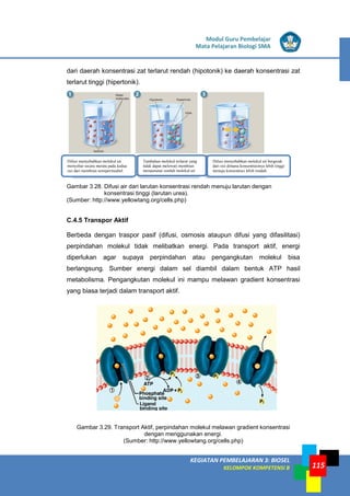LISTRIK untuk SMP
KEGIATAN PEMBELAJARAN 3: BIOSEL
KELOMPOK KOMPETENSI B
Modul Guru Pembelajar
Mata Pelajaran Biologi SMA
115
dari daerah konsentrasi zat terlarut rendah (hipotonik) ke daerah konsentrasi zat
terlarut tinggi (hipertonik).
Gambar 3.28. Difusi air dari larutan konsentrasi rendah menuju larutan dengan
konsentrasi tinggi (larutan urea).
(Sumber: http://www.yellowtang.org/cells.php)
C.4.5 Transpor Aktif
Berbeda dengan traspor pasif (difusi, osmosis ataupun difusi yang difasilitasi)
perpindahan molekul tidak melibatkan energi. Pada transport aktif, energi
diperlukan agar supaya perpindahan atau pengangkutan molekul bisa
berlangsung. Sumber energi dalam sel diambil dalam bentuk ATP hasil
metabolisma. Pengangkutan molekul ini mampu melawan gradient konsentrasi
yang biasa terjadi dalam transport aktif.
Gambar 3.29. Transport Aktif, perpindahan molekul melawan gradient konsentrasi
dengan menggunakan energi.
(Sumber: http://www.yellowtang.org/cells.php)
Difusi menyebabkan molekul air
menyebar secara merata pada kedua
sisi dari membran semipermeabel
Tambahan molekul terlarut yang
tidak dapat melewati membran
mengurangi jumlah molekul air
Difusi menyebabkan molekul air bergerak
dari sisi dimana konsentrasinya lebih tinggi
menuju konsentrasi lebih rendah
 
