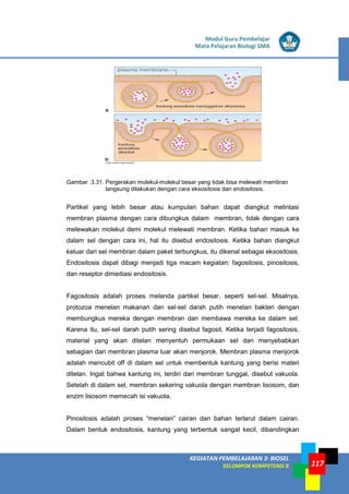 LISTRIK untuk SMP
KEGIATAN PEMBELAJARAN 3: BIOSEL
KELOMPOK KOMPETENSI B
Modul Guru Pembelajar
Mata Pelajaran Biologi SMA
117
Gambar 3.31. Pergerakan molekul-molekul besar yang tidak bisa melewati membran
langsung dilakukan dengan cara eksositosis dan endositosis.
Partikel yang lebih besar atau kumpulan bahan dapat diangkut melintasi
membran plasma dengan cara dibungkus dalam membran, tidak dengan cara
melewakan molekul demi molekul melewati membran. Ketika bahan masuk ke
dalam sel dengan cara ini, hal itu disebut endositosis. Ketika bahan diangkut
keluar dari sel membran dalam paket terbungkus, itu dikenal sebagai eksositosis.
Endositosis dapat dibagi menjadi tiga macam kegiatan: fagositosis, pinositosis,
dan reseptor dimediasi endositosis.
Fagositosis adalah proses melanda partikel besar, seperti sel-sel. Misalnya,
protozoa menelan makanan dan sel-sel darah putih menelan bakteri dengan
membungkus mereka dengan membran dan membawa mereka ke dalam sel.
Karena itu, sel-sel darah putih sering disebut fagosit. Ketika terjadi fagositosis,
material yang akan ditelan menyentuh permukaan sel dan menyebabkan
sebagian dari membran plasma luar akan menjorok. Membran plasma menjorok
adalah mencubit off di dalam sel untuk membentuk kantung yang berisi materi
ditelan. Ingat bahwa kantung ini, terdiri dari membran tunggal, disebut vakuola.
Setelah di dalam sel, membran sekering vakuola dengan membran lisosom, dan
enzim lisosom memecah isi vakuola.
Pinositosis adalah proses “menelan” cairan dan bahan terlarut dalam cairan.
Dalam bentuk endositosis, kantung yang terbentuk sangat kecil, dibandingkan
 