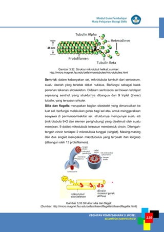 LISTRIK untuk SMP
KEGIATAN PEMBELAJARAN 3: BIOSEL
KELOMPOK KOMPETENSI B
Modul Guru Pembelajar
Mata Pelajaran Biologi SMA
119
Gambar 3.32. Struktur mikrotubul helikal; sumber:
http://micro.magnet.fsu.edu/cells/microtubules/microtubules.html
Sentriol: dalam kebanyakan sel, mikrotubula tumbuh dari sentrosom,
suatu daerah yang terletak dekat nukleus. Berfungsi sebagai balok
penahan tekanan sitoskeleton. Didalam sentrosom sel hewan terdapat
sepasang sentriol, yang strukturnya dibangun dari 9 triplet (trimer)
tubulin, yang tersusun sirkuler.
Silia dan flagella merupakan bagian sitoskelet yang dimunculkan ke
luar sel, berfungsi melakukan gerak bagi sel atau untuk menggerakkan
senyawa di permukaan/sekitar sel. strukturnya mempunyai suatu inti
(mikrotubula 9+2 dan elemen penghubung) yang diselimuti oleh suatu
membran, 9 doblet mikrotubula tersusun membentuk cincin. Ditengah-
tengah cincin terdapat 2 mikrotubula tunggal (singlet). Masing-masing
dari dua singlet merupakan mikrotubulus yang terpisah dan lengkap
(dibangun oleh 13 protofilamen).
Gambar 3.33 Struktur silia dan flagel;
(Sumber: http://micro.magnet.fsu.edu/cells/ciliaandflagella/ciliaandflagella.html)
 