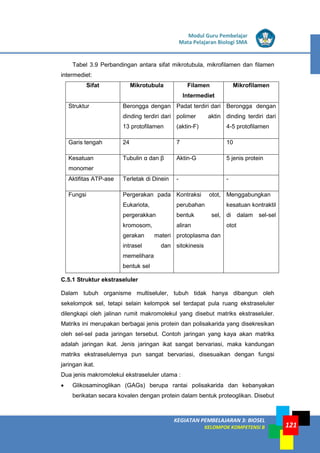 LISTRIK untuk SMP
KEGIATAN PEMBELAJARAN 3: BIOSEL
KELOMPOK KOMPETENSI B
Modul Guru Pembelajar
Mata Pelajaran Biologi SMA
121
Tabel 3.9 Perbandingan antara sifat mikrotubula, mikrofilamen dan filamen
intermediet:
Sifat Mikrotubula Filamen
Intermediet
Mikrofilamen
Struktur Berongga dengan
dinding terdiri dari
13 protofilamen
Padat terdiri dari
polimer aktin
(aktin-F)
Berongga dengan
dinding terdiri dari
4-5 protofilamen
Garis tengah 24 7 10
Kesatuan
monomer
Tubulin α dan β Aktin-G 5 jenis protein
Aktifitas ATP-ase Terletak di Dinein - -
Fungsi Pergerakan pada
Eukariota,
pergerakkan
kromosom,
gerakan materi
intrasel dan
memelihara
bentuk sel
Kontraksi otot,
perubahan
bentuk sel,
aliran
protoplasma dan
sitokinesis
Menggabungkan
kesatuan kontraktil
di dalam sel-sel
otot
C.5.1 Struktur ekstraseluler
Dalam tubuh organisme multiseluler, tubuh tidak hanya dibangun oleh
sekelompok sel, tetapi selain kelompok sel terdapat pula ruang ekstraseluler
dilengkapi oleh jalinan rumit makromolekul yang disebut matriks ekstraseluler.
Matriks ini merupakan berbagai jenis protein dan polisakarida yang disekresikan
oleh sel-sel pada jaringan tersebut. Contoh jaringan yang kaya akan matriks
adalah jaringan ikat. Jenis jaringan ikat sangat bervariasi, maka kandungan
matriks ekstraselulernya pun sangat bervariasi, disesuaikan dengan fungsi
jaringan ikat.
Dua jenis makromolekul ekstraseluler utama :
• Glikosaminoglikan (GAGs) berupa rantai polisakarida dan kebanyakan
berikatan secara kovalen dengan protein dalam bentuk proteoglikan. Disebut
 