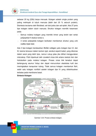 PPPPTK IPA
Direktorat Jenderal Guru dan Tenaga Kependidikan - Kemdikbud
KEGIATAN PEMBELAJARAN 3: BIOSEL
KELOMPOK KOMPETENSI B
124
sebesar 20 kg (22lb) tanpa merusak. Kolagen adalah single protein yang
paling melimpah di tubuh manusia (lebih dari 25 % seluruh protein).
Disintesis terutama oleh fibroblast, sel otot polos dan sel epitel. Ada 27 jenis
tipe kolagen dalam tubuh manusia. Struktur kolagen memiliki kesamaan
pada:
- Semua molekul kolagen yang memiliki trimer yang terdiri dari rantai
polipeptida disebut rantai α.
- 3 rantai polipeptida kolagen berikatan membentuk struktur yang unik
rodlike triple helix
Ada 3 tipe kolagen berdasarkan fibrillar collagen yaitu kolagen tipe I,II, dan
III, karena tersusun dalam bentuk rigid, serabut seperti kabel, yang dikemas
dalam serat yang lebih tipis, namun cukup jelas jika dilihat menggunakan
mikroskop. Fibril diperkuat oleh covalent cross link antara residub lisin dan
hidroksilisin pada molekul kolagen. Proses cross link tersebut dapat
berlangsung seumur hidup dan dapat menurunkan elastisitas kulit dan
meningkatkan kerapuhan tulang. Tidak semua kolagen membentuk fibril,
salah satu kolagen nonfibril adalah kolagen tipe IV yang didistribusikan
terbatas pada membrane basal.
Sintesis Kolagen
Gambar 3.34. Proses sintesis kolagen.
 