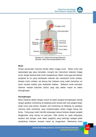 LISTRIK untuk SMP
KEGIATAN PEMBELAJARAN 4: SISTEM PENCERNAAN MANUSIA
KELOMPOK KOMPETENSI B
Modul Guru Pembelajar
Mata Pelajaran Biologi SMA
145
Gambar 4.2. Sistem Pencernaan Manusia
(Sumber: www.informasi-pendidikan.com)
Mulut
Proses pencernaan manusia dimulai dalam rongga mulut. Dalam mulut ada
seperangkat gigi yang menyobek, mengiris dan menumbuk makanan hingga
lumat, dengan bantuan lidah untuk mengaduknya. Dalam mulut juga ada kelenjar
penghasil air liur yang membasahi makanan dan membubuhi enzim amilase.
Dengan enzim amilase, zat tepung dari makanan yang sudah bercampur air
diurai menjadi molekul gula disakarida maltosa. Makanan lumat kemudian
dibentuk menjadi bola-bola (bolus) yang siap ditelan masuk ke dalam
kerongkongan.
Kerongkongan
Bolus makanan ditelan dengan masuk ke dalam pangkal kerongkongan (faring)
dengan gerakan mendorong ke belakang (arah dorsal) oleh otot pangkal langit-
langit mulut yang lembut. Gerakan otot mendorong ke belakang itu sekaligus
menutup celah nasofaring, yang menghubungkan antara rongga hidung dan
faring. Faring juga masih memiliki simpangan saluran terbuka dengan pangkal
tenggorokan yang menuju ke paru-paru. Oleh karena itu, pada simpangan
tersebut ada jaringan anak tekak (epiglotis) yang berfungsi sebagai portal
penghalang makanan tersesat masuk ke tenggorokan. Selanjutnya bolus
 