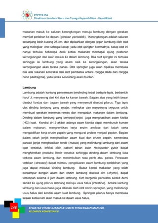 PPPPTK IPA
Direktorat Jenderal Guru dan Tenaga Kependidikan - Kemdikbud
KEGIATAN PEMBELAJARAN 4: SISTEM PENCERNAAN MANUSIA
KELOMPOK KOMPETENSI B
146
makanan masuk ke saluran kerongkongan menuju lambung dengan gerakan
memijat perlahan ke depan (gerakan peristaltik). Kerongkongan adalah saluran
sepanjang lebih kurang 25 cm, dan dipisahkan dengan organ lambung oleh otot
yang melingkar erat sebagai katup, yaitu otot spingter. Normalnya, katup otot ini
hanya terbuka beberapa detik ketika makanan mencapai ujung posterior
kerongkongan dan akan masuk ke dalam lambung. Bila otot spingter ini terbuka
sehingga isi lambung yang asam naik ke kerongkongan, akan terasa
kerongkongan akan terasa panas. Otot springter juga akan dipaksa membuka
bila ada tekanan kontraksi dari otot pembatas antara rongga dada dan rongga
perut (diafragma), yaitu ketika seseorang akan muntah.
Lambung
Lambung adalah kantung pencernaan berdinding tebal berlapis-lapis, berbentuk
huruf J, menyerong dari kiri atas ke kanan bawah. Bagian atas yang lebih besar
disebut fundus dan bagian bawah yang menyempit disebut pilorus. Tiga lapis
otot dinding lambung yang sejajar, melingkar dan menyerong berguna untuk
membuat gerakan meremas-remas dan mengaduk makanan dalam lambung.
Dinding dalam lambung yang berjonjot-jonjot juga menghasilkan asam kloida
(HCl) kuat. Kondisi pH 2 akibat adanya asam klorida dapat membunuh kuman
dalam makanan, menghentikan kerja enzim amilase dari ludah serta
mengaktifkan kerja enzim pepsin yang mengurai protein menjadi pepton. Bagian
dalam celah jonjot menghasilkan asam kuat dan enzim pepsin, sementara
puncak jonjot menghasilkan lendir (mucus) yang melindungi lambung dari asam
kuat tersebut. Infeksi oleh bakteri tahan asan Heliobacter pylori dapat
menghentikan produksi lendir tersebut sehingga dinding dalam lambung luka
terkena asam lambung, dan menimbulkan rasa perih atau panas. Perasaan
tertekan (stressed) dapat memicu pengeluaran asam lambung berlebihan yang
juga dapat melukai dinding lambung. Bubur kental makanan yang telah
bercampur dengan asam dan enzim lambung disebut kim (chyme), dapat
tersimpan selama 2 jam dalam lambung. Kim bergerak peristaltis sedikit demi
sedikit ke ujung pilorus lambung menuju usus halus (intestine). Antara kantung
lambung dan usus halus juga dibatasi oleh otot cincin springter, yang melindungi
usus halus dari kondisi asam kuat lambung. Springter pilorus hanya membuka
sesaat ketika kim akan masuk ke dalam usus halus.
 