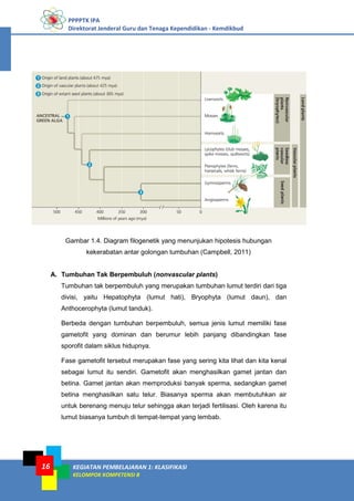 PPPPTK IPA
Direktorat Jenderal Guru dan Tenaga Kependidikan - Kemdikbud
KEGIATAN PEMBELAJARAN 1: KLASIFIKASI
KELOMPOK KOMPETENSI B
16
Gambar 1.4. Diagram filogenetik yang menunjukan hipotesis hubungan
kekerabatan antar golongan tumbuhan (Campbell, 2011)
A. Tumbuhan Tak Berpembuluh (nonvascular plants)
Tumbuhan tak berpembuluh yang merupakan tumbuhan lumut terdiri dari tiga
divisi, yaitu Hepatophyta (lumut hati), Bryophyta (lumut daun), dan
Anthocerophyta (lumut tanduk).
Berbeda dengan tumbuhan berpembuluh, semua jenis lumut memiliki fase
gametofit yang dominan dan berumur lebih panjang dibandingkan fase
sporofit dalam siklus hidupnya.
Fase gametofit tersebut merupakan fase yang sering kita lihat dan kita kenal
sebagai lumut itu sendiri. Gametofit akan menghasilkan gamet jantan dan
betina. Gamet jantan akan memproduksi banyak sperma, sedangkan gamet
betina menghasilkan satu telur. Biasanya sperma akan membutuhkan air
untuk berenang menuju telur sehingga akan terjadi fertilisasi. Oleh karena itu
lumut biasanya tumbuh di tempat-tempat yang lembab.
 
