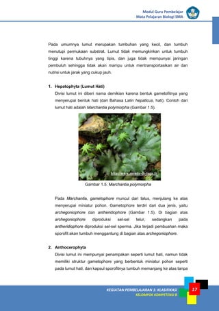 KEGIATAN PEMBELAJARAN 1: KLASIFIKASI
KELOMPOK KOMPETENSI B
Modul Guru Pembelajar
Mata Pelajaran Biologi SMA
17
Pada umumnya lumut merupakan tumbuhan yang kecil, dan tumbuh
menutupi permukaan substrat. Lumut tidak memungkinkan untuk tumbuh
tinggi karena tubuhnya yang tipis, dan juga tidak mempunyai jaringan
pembuluh sehingga tidak akan mampu untuk mentransportasikan air dan
nutrisi untuk jarak yang cukup jauh.
1. Hepatophyta (Lumut Hati)
Divisi lumut ini diberi nama demikian karena bentuk gametofitnya yang
menyerupai bentuk hati (dari Bahasa Latin hepaticus, hati). Contoh dari
lumut hati adalah Marchantia polymorpha (Gambar 1.5).
Gambar 1.5. Marchantia polymorpha
Pada Marchantia, gametophore muncul dari talus, menjulang ke atas
menyerupai miniatur pohon. Gametophore terdiri dari dua jenis, yaitu
archegoniophore dan antheridiophore (Gambar 1.5). Di bagian atas
archegoniophore diproduksi sel-sel telur, sedangkan pada
antheridiophore diproduksi sel-sel sperma. Jika terjadi pembuahan maka
sporofit akan tumbuh menggantung di bagian atas archegoniophore.
2. Anthocerophyta
Divisi lumut ini mempunyai penampakan seperti lumut hati, namun tidak
memiliki struktur gametophore yang berbentuk miniatur pohon seperti
pada lumut hati, dan kapsul sporofitnya tumbuh memanjang ke atas tanpa
http://www.monde-de-lupa.fr
 