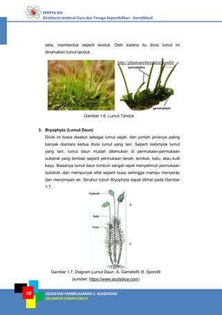 PPPPTK IPA
Direktorat Jenderal Guru dan Tenaga Kependidikan - Kemdikbud
KEGIATAN PEMBELAJARAN 1: KLASIFIKASI
KELOMPOK KOMPETENSI B
18
seta, membentuk seperti tanduk. Oleh karena itu divisi lumut ini
dinamakan lumut tanduk.
Gambar 1.6. Lumut Tanduk
3. Bryophyta (Lumut Daun)
Divisi ini biasa disebut sebagai lumut sejati, dan jumlah jenisnya paling
banyak diantara kedua divisi lumut yang lain. Seperti kelompok lumut
yang lain, lumut daun mudah ditemukan di permukaan-permukaan
substrat yang lembab seperti permukaan tanah, tembok, batu, atau kulit
kayu. Biasanya lumut daun tumbuh sangat rapat menyelimuti permukaan
substrat, dan mempunyai sifat seperti busa sehingga mampu menyerap
dan menyimpan air. Struktur tubuh Bryophyta dapat dilihat pada Gambar
1.7.
Gambar 1.7. Diagram Lumut Daun. A. Gametofit; B. Sporofit
(sumber: https://www.studyblue.com)
http://www.fugleognatur.dk/
http://plantsaretherealist.tumblr
com/
 