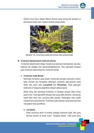 KEGIATAN PEMBELAJARAN 1: KLASIFIKASI
KELOMPOK KOMPETENSI B
Modul Guru Pembelajar
Mata Pelajaran Biologi SMA
19
Contoh lumut daun adalah Mnium hornum yang sering kita temukan di
permukaan tanah, batu, bahkan tembok yang lembab.
Gambar 1.8. Lumut daun pada permukaan batu yang lembab
B. Tumbuhan Berpembuluh (Vascular plants)
Tumbuhan berpembuluh dibagi menjadi dua kelompok berdasarkan ada atau
tidaknya biji sebagai alat perkembangbiakannya. Dua kelompok tersebut
yaitu tumbuhan tidak berbiji dan tumbuhan berbiji.
1. Tumbuhan Tidak Berbiji
Kelompok tumbuhan yang sudah mempunyai jaringan pembuluh namun
tidak memiliki biji merupakan kelompok tumbuhan paku-pakuan yang
terdiri dari divisi yaitu Lycophyta dan Pterophyta. Pada golongan
tumbuhan ini fungsi biji digantikan dengan adanya spora.
Siklus hidup dari kelompok tumbuhan ini berbeda dengan siklus hidup
pada lumut. Fase gametofit menjadi fase yang tidak dominan, ukurannya
relatif lebih kecil, dan umurnya lebih pendek. Sedangkan fase sorofit
menjadi fase yang dominan. Tumbuhan paku-pakuan yang biasa kita lihat
merupakan fase sporofitnya.
a. Lycophyta
Pada umumnya divisi ini tumbuh sebagai tumbuhan epifit, dan yang
lainnya tumbuh di lantai hutan. Terdapat sekitar 1.200 jenis yang
 