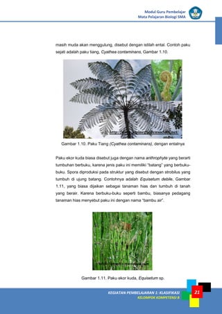 KEGIATAN PEMBELAJARAN 1: KLASIFIKASI
KELOMPOK KOMPETENSI B
Modul Guru Pembelajar
Mata Pelajaran Biologi SMA
21
masih muda akan menggulung, disebut dengan istilah ental. Contoh paku
sejati adalah paku tiang, Cyathea contaminans, Gambar 1.10.
Gambar 1.10. Paku Tiang (Cyathea contaminans), dengan entalnya
Paku ekor kuda biasa disebut juga dengan nama anthrophyte yang berarti
tumbuhan berbuku, karena jenis paku ini memiliki “batang” yang berbuku-
buku. Spora diproduksi pada struktur yang disebut dengan strobilus yang
tumbuh di ujung batang. Contohnya adalah Equisetum debile, Gambar
1.11, yang biasa dijaikan sebagai tanaman hias dan tumbuh di tanah
yang berair. Karena berbuku-buku seperti bambu, biasanya pedagang
tanaman hias menyebut paku ini dengan nama “bambu air”.
Gambar 1.11. Paku ekor kuda, Equisetum sp.
http://www.alpinegardensociety.net/
https://arisudev.wordpress.com
 