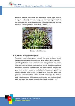 PPPPTK IPA
Direktorat Jenderal Guru dan Tenaga Kependidikan - Kemdikbud
KEGIATAN PEMBELAJARAN 1: KLASIFIKASI
KELOMPOK KOMPETENSI B
22
Kelompok terakhir yaitu whisk fern mempunyai sporofit yang tumbuh
menggarpu (dikotom), dan tidak mempunyai akar. Sporangia terletak di
ujung percabangan berbentuk kenop yang merupakan gabungan dari tiga
sporangia. Contohnya adalah Psilotum sp., Gambar 1.12.
Gambar 1.12 Psilotum sp.
2. Tumbuhan Berbiji (Spermatophyta)
Tumbuhan berbiji dikelompokan menjadi dua yaitu tumbuhan berbiji
terbuka (Gymnospermae) dan tumbuhan berbiji tertutup (Angiospermae).
Jika kita perhatikan, pada tumbuhan lumut, fase gametofit merupakan
fase yang dominan, tumbuh pada substrat, ukuran lebih besar daripada
sporofitnya. Kemudian pada tumbuhan paku fase gametofit menjadi fase
yang tidak dominan, berukuran kecil dibandingkan dengan sporofitnya,
tumbuh tersendiri pada substrat. Pada kelompok tumbuhan berbiji fase
gametofit semakin tereduksi bahkan menjadi mikroskopis, dan tumbuh
pada individu sporofit. Sehingga gametofit menjadi lebih terlindungi dari
stres lingkungan, dan dijamin nutrisinya oleh sporofit (Gambar 1.13).
http://www.hiddenforest.co.nz/
 