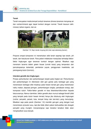 PPPPTK IPA
Direktorat Jenderal Guru dan Tenaga Kependidikan - Kemdikbud
KEGIATAN PEMBELAJARAN 1: PERTUMBUHAN DAN PERKEMBANGAN PADA MAKHLUK HIDUP
KELOMPOK KOMPETENSI C
20
Tanah
Tanah merupakan media tempat tumbuh tanaman dimana tanaman menyerap air
dan nutrien/mineral agar dapat tumbuh dengan normal. Tanah tesusun oleh:
mineral, bahan organic, dan air.
Gambar 1.9. Sapi nenek moyang (kiri) dan sapi sekarang (kanan)
Proporsi empat komponen ini menentukan sifat tanah sepertgi tipe tanah, pH
tanah, dan kesuburan tanah. Para petani melakukan manipulasi terhadap faktor-
faktor lingkungan agar tanaman tumbuh dengan optimal. Misalkan saja
menanam tanama dalam green house (rumah kaca) yang temperatur dan
pencahayaanya terkendali, pemberian pupuk, penggunaan insektisida, zat
perangsang tubuh (hormon).
Interaksi genetik dan lingkungan.
Proses pertumbuhan dan perkembangan terjadi pada tingkat sel. Pertumbuhan
dan perkembangan ini ditentukan oleh gen ganda yaitu berbagai gen yang
menentukan berbagai sifat misalnya pada hewan ternak gen yang menentukan
nafsu makan, deposisi jaringan, perkembangan rangka, pemakaian energi, dan
komposisi tubuh. Faktor-faktor genetik ini bisa diwariskan/diturunkan kepada
keturunannya. Namun demikian, faktor genetik akan muncul sebagai fenotif (sifat
yang tampak pada tubuh hewan ternak) hanya jika didukung oleh lingkungan
(nutrisi, penyakit, parasit, luka, tempat hidup dan lain-lain) yang menunjang.
Misalkan saja pada perah (Gambar 1.9) memiliki gen-gen yang dengan kuat
menentukan prosuksi susu, tapi jika tidak diberi pakan berkuaslitas dan dicegah
penyakit yang mungkin menyerangnya sapi tersebut tersebut tidak akan
menghasilkan susu banyak.
 