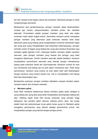 PPPPTK IPA
Direktorat Jenderal Guru dan Tenaga Kependidikan - Kemdikbud
KEGIATAN PEMBELAJARAN 2: JARINGAN TUMBUHAN
KELOMPOK KOMPETENSI C
32
lain dan menjadi suatu bagian utama dari tumbuhan. Kelompok jaringan ini akan
menjadi jaringan permanen.
Berdasarkan asal pembentukannya, jaringan meristem dapat dikelompokkan
menjadi tiga macam, yaitupromeristem, meristem primer, dan meristem
sekunder. Promeristem adalah jaringan meristem yang telah ada ketika
tumbuhan masih dalam tingkat embrio. Sementara meristem primer merupakan
jaringan meristem yang ditemukan pada tumbuhan dewasa serta biasa
ditemukan pada ujung batang (yang mengakibatkan tumbuhan bertambah tinggi)
dan ujung akar (yang mengakibatkan akar bertambah dalam/panjang). Jaringan
meristem primer di bagian ujung batang dan ujung akar tersebut dinamakan juga
meristem apikal (gambar 2.39.). Kelompok terakhir meristem adalah meristem
sekunder, yaitu jaringan meristem yang berasal dari jaringan yang telah
mengalami diferensiasi. Contoh meristem sekunder adalah kambium. Kambium
menyebabkan pertumbuhan sekunder yang ditandai dengan membesarnya
batang pada tumbuhan dikotil dan Gymnospermae. Kambium tumbuh ke arah
luar membentuk kulit batang dan ke arah dalam membentuk kayu. Pada masa
pertumbuhan, kambium yang tumbuh ke arah dalam lebih aktif dibandingkan
dengan kambium yang tumbuh kearah luar. Hal ini menyebabkan kulit batang
lebih tipis dibandingkan kayu.
Berdasarkan posisinya, jaringan meristem dibedakan menjadi meristem apikal,
meristem lateral, dan meristem interkalar.
a. Meristem apikal.
Anda telah membaca sebelumnya bahwa meristem apikal selalu terdapat di
ujung batang dan ujung akar yang kelak menghasilkan pemanjangan batang dan
akar. Hasilnya dapat Anda lihat berupa tumbuhan yang semakin tinggi
batangnya, dan semakin dalam akarnya. Cabang pohon, daun, dan bunga
adalah hasil dari perkembangan tunas apikal (tunas ujung) ini. Meristem apikal
mengalami pertumbuhan yang dikenal sebagai pertumbuhan primer, dan
menghasilkan jaringan yang dikenal dengan jaringan primer.
 