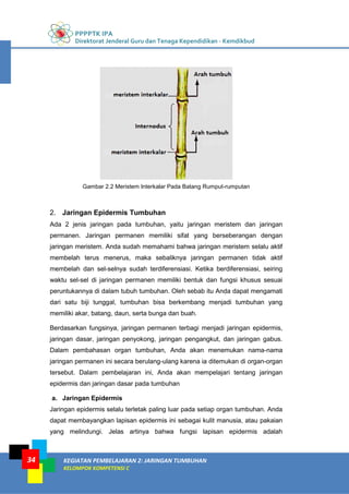 PPPPTK IPA
Direktorat Jenderal Guru dan Tenaga Kependidikan - Kemdikbud
KEGIATAN PEMBELAJARAN 2: JARINGAN TUMBUHAN
KELOMPOK KOMPETENSI C
34
Gambar 2.2 Meristem Interkalar Pada Batang Rumput-rumputan
2. Jaringan Epidermis Tumbuhan
Ada 2 jenis jaringan pada tumbuhan, yaitu jaringan meristem dan jaringan
permanen. Jaringan permanen memiliki sifat yang berseberangan dengan
jaringan meristem. Anda sudah memahami bahwa jaringan meristem selalu aktif
membelah terus menerus, maka sebaliknya jaringan permanen tidak aktif
membelah dan sel-selnya sudah terdiferensiasi. Ketika berdiferensiasi, seiring
waktu sel-sel di jaringan permanen memiliki bentuk dan fungsi khusus sesuai
peruntukannya di dalam tubuh tumbuhan. Oleh sebab itu Anda dapat mengamati
dari satu biji tunggal, tumbuhan bisa berkembang menjadi tumbuhan yang
memiliki akar, batang, daun, serta bunga dan buah.
Berdasarkan fungsinya, jaringan permanen terbagi menjadi jaringan epidermis,
jaringan dasar, jaringan penyokong, jaringan pengangkut, dan jaringan gabus.
Dalam pembahasan organ tumbuhan, Anda akan menemukan nama-nama
jaringan permanen ini secara berulang-ulang karena ia ditemukan di organ-organ
tersebut. Dalam pembelajaran ini, Anda akan mempelajari tentang jaringan
epidermis dan jaringan dasar pada tumbuhan
a. Jaringan Epidermis
Jaringan epidermis selalu terletak paling luar pada setiap organ tumbuhan. Anda
dapat membayangkan lapisan epidermis ini sebagai kulit manusia, atau pakaian
yang melindungi. Jelas artinya bahwa fungsi lapisan epidermis adalah
 