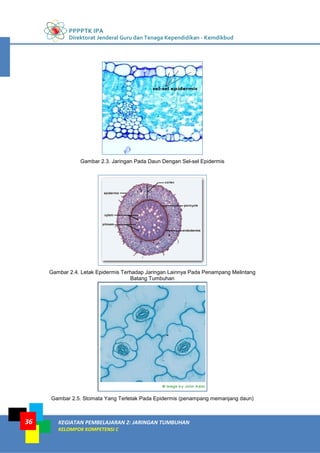 PPPPTK IPA
Direktorat Jenderal Guru dan Tenaga Kependidikan - Kemdikbud
KEGIATAN PEMBELAJARAN 2: JARINGAN TUMBUHAN
KELOMPOK KOMPETENSI C
36
Gambar 2.3. Jaringan Pada Daun Dengan Sel-sel Epidermis
Gambar 2.4. Letak Epidermis Terhadap Jaringan Lainnya Pada Penampang Melintang
Batang Tumbuhan
Gambar 2.5. Stomata Yang Terletak Pada Epidermis (penampang memanjang daun)
 