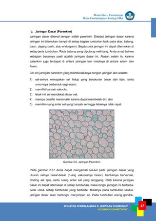 LISTRIK untuk SMP
KEGIATAN PEMBELAJARAN 2: JARINGAN TUMBUHAN
KELOMPOK KOMPETENSI C
Modul Guru Pembelajar
Mata Pembelajaran Biologi SMA
37
b. Jaringan Dasar (Parenkim)
Jaringan dasar dikenal dengan istilah parenkim. Disebut jaringan dasar karena
jaringan ini ditemukan hampir di setiap bagian tumbuhan baik pada akar, batang,
daun, daging buah, atau endosperm. Begitu pula jaringan ini dapat ditemukan di
setiap jenis tumbuhan. Pada batang yang dipotong melintang, Anda amati bahwa
sebagian besarnya pasti adalah jaringan dasar ini. Alasan selain itu karena
parenkim juga terdapat di antara jaringan lain misalnya di antara xylem dan
floem.
Ciri-ciri jaringan parenkim yang membedakanya dengan jaringan lain adalah:
1) sel-selnya merupakan sel hidup yang berukuran besar dan tipis, serta
umumnya berbentuk segi enam;
2) memiliki banyak vakuola;
3) letak inti sel mendekati dasar sel;
4) mampu bersifat merismatik karena dapat membelah diri; dan
5) memiliki ruang antar sel yang banyak sehingga letaknya tidak rapat.
Gambar 2.6. Jaringan Parenkim
Pada gambar 2.67 Anda dapat mengamati sel-sel pada jaringan dasar yang
ukuran selnya besar-besar (ruang vakuolanya besar), bentuknya bervariasi,
dinding sel tipis, serta ruang antar sel yang renggang. Oleh karena jaringan
dasar ini dapat ditemukan di setiap tumbuhan, maka fungsi jaringan ini berbeda-
beda untuk setiap tumbuhan yang berbeda. Misalnya pada tumbuhan kaktus,
jaringan dasar akan berfungsi menyimpan air. Pada tumbuhan eceng gondok,
 