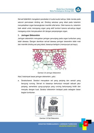 LISTRIK untuk SMP
KEGIATAN PEMBELAJARAN 2: JARINGAN TUMBUHAN
KELOMPOK KOMPETENSI C
Modul Guru Pembelajar
Mata Pembelajaran Biologi SMA
39
Sel-sel kolenkim mengalami penebalan di sudut-sudut selnya, tidak merata pada
seluruh permukaan dinding sel. Dinding selulosa yang tebal pada kolenkim
menyebabkan organ bersangkutan memiliki sifat lentur. Oleh karena itu, kolenkim
baik sekali untuk menopang organ yang aktif tumbuh karena sel-selnya dapat
meregang untuk menyesuaikan diri dengan perpanjangan organ.
5. Jaringan Sklerenkim
Jaringan sklerenkim merupakan jaringan penunjang pada organ tumbuhan yang
telah dewasa. Dengan demikian sel-sel dewasa jaringan skerenkim telah mati
dan memiliki dinding sel yang tebal, biasanya berlignin (mempunyai zat kayu).
Gambar 2.8 Jaringan Sklerenkim
Ada 2 kelompok besar jaringan sklerenkim, yaitu:
a. Serabut/serat. Serabut merupakan sel yang panjang dan sempit yang
berujung runcing. Sel-sel ini biasanya berkumpul menjadi sebuah jalur
panjang, sementara ujung-ujungnya yang runcing bertumpang tindih dan
menyatu dengan kuat. Serabut sklerenkim terdapat pada sebagian besar
bagian tumbuhan.
Gambar 2.9 Sel Sklerenkim
 