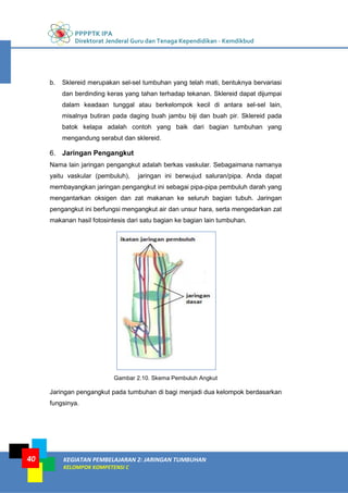 PPPPTK IPA
Direktorat Jenderal Guru dan Tenaga Kependidikan - Kemdikbud
KEGIATAN PEMBELAJARAN 2: JARINGAN TUMBUHAN
KELOMPOK KOMPETENSI C
40
b. Sklereid merupakan sel-sel tumbuhan yang telah mati, bentuknya bervariasi
dan berdinding keras yang tahan terhadap tekanan. Sklereid dapat dijumpai
dalam keadaan tunggal atau berkelompok kecil di antara sel-sel lain,
misalnya butiran pada daging buah jambu biji dan buah pir. Sklereid pada
batok kelapa adalah contoh yang baik dari bagian tumbuhan yang
mengandung serabut dan sklereid.
6. Jaringan Pengangkut
Nama lain jaringan pengangkut adalah berkas vaskular. Sebagaimana namanya
yaitu vaskular (pembuluh), jaringan ini berwujud saluran/pipa. Anda dapat
membayangkan jaringan pengangkut ini sebagai pipa-pipa pembuluh darah yang
mengantarkan oksigen dan zat makanan ke seluruh bagian tubuh. Jaringan
pengangkut ini berfungsi mengangkut air dan unsur hara, serta mengedarkan zat
makanan hasil fotosintesis dari satu bagian ke bagian lain tumbuhan.
Gambar 2.10. Skema Pembuluh Angkut
Jaringan pengangkut pada tumbuhan di bagi menjadi dua kelompok berdasarkan
fungsinya.
 