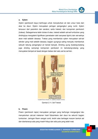 LISTRIK untuk SMP
KEGIATAN PEMBELAJARAN 2: JARINGAN TUMBUHAN
KELOMPOK KOMPETENSI C
Modul Guru Pembelajar
Mata Pembelajaran Biologi SMA
41
a. Xylem
Xylem (pembuluh kayu) berfungsi untuk menyalurkan air dan unsur hara dari
akar ke daun. Xylem merupakan jaringan pengangkut yang rumit. Xylem
tersusun dari parenkim dan serabut, serta trakeid, dan komponen pembuluh
(trakea). Sebagaimana telah diulas di atas, trakeid adalah sel-sel tumbuhan yang
dindingnya mengalami lignifikasi (penebalan oleh senyawa lignin) dan sel-selnya
akan mati setelah dewasa. Trakea yang membentuk xylem merupakan sel-sel
silinder yang mati setelah dewasa, bagian ujungnya saling menyatu membentuk
sebuah tabung pengangkut air bersel banyak. Dinding ujung (kadang-kadang
juga dinding samping) komponen pembuluh ini berlubang-lubang yang
merupakan tempat air lewat dengan bebas dari satu sel ke sel lain.
Gambar 2.11. Sel Trakeid
b. Floem
Floem (pembuluh tapis) merupakan jaringan yang berfungsi mengangkut lalu
menyalurkan zat-zat makanan hasil fotosintesis dari daun ke seluruh bagian
tumbuhan. Jaringan floem sangat rumit, terdiri atas berbagai macam bentuk sel
dan diantaranya ada yang masih hidup dan ada pula yang telah mati.
 