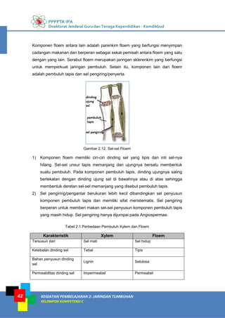PPPPTK IPA
Direktorat Jenderal Guru dan Tenaga Kependidikan - Kemdikbud
KEGIATAN PEMBELAJARAN 2: JARINGAN TUMBUHAN
KELOMPOK KOMPETENSI C
42
Komponen floem antara lain adalah parenkim floem yang berfungsi menyimpan
cadangan makanan dan berperan sebagai sekat pemisah antara floem yang satu
dengan yang lain. Serabut floem merupakan jaringan sklerenkim yang berfungsi
untuk memperkuat jaringan pembuluh. Selain itu, komponen lain dari floem
adalah pembuluh tapis dan sel pengiring/penyerta.
Gambar 2.12. Sel-sel Floem
1) Komponen floem memiliki ciri-ciri dinding sel yang tipis dan inti sel-nya
hilang. Sel-sel unsur tapis memanjang dan ujungnya bersatu membentuk
suatu pembuluh. Pada komponen pembuluh tapis, dinding ujungnya saling
berlekatan dengan dinding ujung sel di bawahnya atau di atas sehingga
membentuk deretan sel-sel memanjang yang disebut pembuluh tapis.
2) Sel pengiring/pengantar berukuran lebih kecil dibandingkan sel penyusun
komponen pembuluh tapis dan memiliki sifat meristematis. Sel pengiring
berperan untuk memberi makan sel-sel penyusun komponen pembuluh tapis
yang masih hidup. Sel pengiring hanya dijumpai pada Angiospermae.
Tabel 2.1.Perbedaan Pembuluh Xylem dan Floem
Karakteristik Xylem Floem
Tersusun dari Sel mati Sel hidup
Ketebalan dinding sel Tebal Tipis
Bahan penyusun dinding
sel
Lignin Selulosa
Permeabilitas dinding sel Impermeabel Permeabel
 