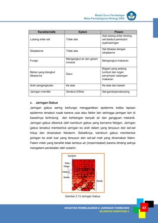 LISTRIK untuk SMP
KEGIATAN PEMBELAJARAN 2: JARINGAN TUMBUHAN
KELOMPOK KOMPETENSI C
Modul Guru Pembelajar
Mata Pembelajaran Biologi SMA
43
Karakteristik Xylem Floem
Lubang antar sel Tidak ada
Ada lubang antar dinding
sel disebut pembuluh
ayak/saringan
Sitoplasma Tidak ada
Sel dibatasi dengan
sitoplasma
Fungsi
Mengangkut air dan garam
mineral
Mengangkut makanan
Bahan yang diangkut
dibawa ke
Daun
Bagian yang sedang
tumbuh dan organ
penyimpan cadangan
makanan
Arah pengangkutan Ke atas Ke atas dan bawah
Jaringan memiliki Serabut (Fibre) Sel ganda/pendamping
c. Jaringan Gabus
Jaringan gabus sering berfungsi menggantikan epidermis ketika lapisan
epidermis tersebut rusak karena usia atau faktor lain sehingga jaringan lain di
bawahnya terlindung dari kehilangan banyak air dan gangguan mekanik.
Jaringan gabus dibentuk oleh kambium gabus yang bernama felogen. Jaringan
gabus tersebut membentuk jaringan ke arah dalam yang tersusun dari sel-sel
hidup dan dinamakan feloderm. Sebaliknya, kambium gabus membentuk
jaringan ke arah luar yang tersusun dari sel-sel mati yang dinamakan felem.
Felem inilah yang bersifat tidak tembus air (impermeabel) karena dinding selnya
mengalami penebalan oleh suberin.
Gambar 2.13.Jaringan Gabus
 