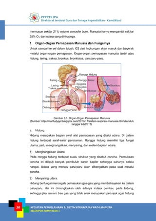 PPPPTK IPA
Direktorat Jenderal Guru dan Tenaga Kependidikan - Kemdikbud
KEGIATAN PEMBELAJARAN 3: SISTEM PERNAFASAN PADA MANUSIA
KELOMPOK KOMPETENSI C
56
menyusun sekitar 21% volume atmosfer bumi. Manusia hanya mengambil sekitar
25% O2 dari udara yang dihirupnya.
1. Organ-Organ Pernapasan Manusia dan Fungsinya
Untuk sampai ke sel dalam tubuh, O2 dari lingkungan akan masuk dan begerak
melalui organ-organ pernapasan. Organ-organ pernapasan manusia terdiri atas
hidung, laring, trakea, bronkus, bronkiolus, dan paru-paru.
Gambar 3.1. Organ-Organ Pernapasan Manusia
(Sumber: http://mahfudyppi.blogspot.com/2013/11/sistem-respirasi-manusia.html diunduh
tanggal 9/9/2015)
a. Hidung
Hidung merupakan bagian awal alat pernapasan yang dilalui udara. Di dalam
hidung terdapat saraf-saraf penciuman. Rongga hidung memiliki tiga fungsi
utama, yaitu menghangatkan, menyaring, dan melembapkan udara.
1) Menghangatkan Udara
Pada rongga hidung terdapat suatu struktur yang disebut concha. Permukaan
concha ini diliputi banyak pembuluh darah kapiler sehingga suhunya selalu
hangat. Udara yang menuju paru-paru akan dihangatkan pada saat melalui
concha.
2) Menyaring udara.
Hidung berfungsi mencegah pemasukan gas-gas yang membahayakan ke dalam
paru-paru. Hal ini dimungkinkan oleh adanya indera pembau pada hidung,
sehingga jika tercium bau gas yang tidak enak merupakan petunjuk agar hidung
 