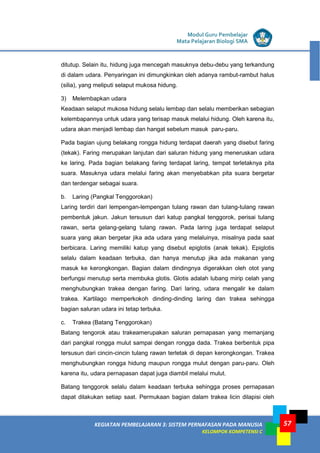 LISTRIK untuk SMP
KEGIATAN PEMBELAJARAN 3: SISTEM PERNAFASAN PADA MANUSIA
KELOMPOK KOMPETENSI C
Modul Guru Pembelajar
Mata Pelajaran Biologi SMA
57
ditutup. Selain itu, hidung juga mencegah masuknya debu-debu yang terkandung
di dalam udara. Penyaringan ini dimungkinkan oleh adanya rambut-rambut halus
(silia), yang meliputi selaput mukosa hidung.
3) Melembapkan udara
Keadaan selaput mukosa hidung selalu lembap dan selalu memberikan sebagian
kelembapannya untuk udara yang terisap masuk melalui hidung. Oleh karena itu,
udara akan menjadi lembap dan hangat sebelum masuk paru-paru.
Pada bagian ujung belakang rongga hidung terdapat daerah yang disebut faring
(tekak). Faring merupakan lanjutan dari saluran hidung yang meneruskan udara
ke laring. Pada bagian belakang faring terdapat laring, tempat terletaknya pita
suara. Masuknya udara melalui faring akan menyebabkan pita suara bergetar
dan terdengar sebagai suara.
b. Laring (Pangkal Tenggorokan)
Laring terdiri dari lempengan-lempengan tulang rawan dan tulang-tulang rawan
pembentuk jakun. Jakun tersusun dari katup pangkal tenggorok, perisai tulang
rawan, serta gelang-gelang tulang rawan. Pada laring juga terdapat selaput
suara yang akan bergetar jika ada udara yang melaluinya, misalnya pada saat
berbicara. Laring memiliki katup yang disebut epiglotis (anak tekak). Epiglotis
selalu dalam keadaan terbuka, dan hanya menutup jika ada makanan yang
masuk ke kerongkongan. Bagian dalam dindingnya digerakkan oleh otot yang
berfungsi menutup serta membuka glotis. Glotis adalah lubang mirip celah yang
menghubungkan trakea dengan faring. Dari laring, udara mengalir ke dalam
trakea. Kartilago memperkokoh dinding-dinding laring dan trakea sehingga
bagian saluran udara ini tetap terbuka.
c. Trakea (Batang Tenggorokan)
Batang tengorok atau trakeamerupakan saluran pernapasan yang memanjang
dari pangkal rongga mulut sampai dengan rongga dada. Trakea berbentuk pipa
tersusun dari cincin-cincin tulang rawan terletak di depan kerongkongan. Trakea
menghubungkan rongga hidung maupun rongga mulut dengan paru-paru. Oleh
karena itu, udara pernapasan dapat juga diambil melalui mulut.
Batang tenggorok selalu dalam keadaan terbuka sehingga proses pernapasan
dapat dilakukan setiap saat. Permukaan bagian dalam trakea licin dilapisi oleh
 