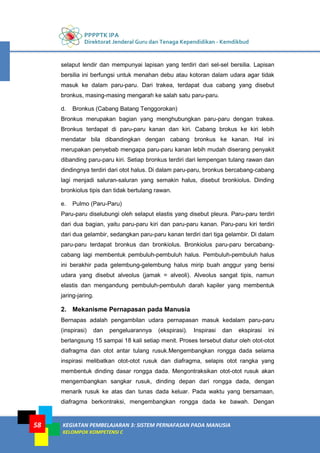 PPPPTK IPA
Direktorat Jenderal Guru dan Tenaga Kependidikan - Kemdikbud
KEGIATAN PEMBELAJARAN 3: SISTEM PERNAFASAN PADA MANUSIA
KELOMPOK KOMPETENSI C
58
selaput lendir dan mempunyai lapisan yang terdiri dari sel-sel bersilia. Lapisan
bersilia ini berfungsi untuk menahan debu atau kotoran dalam udara agar tidak
masuk ke dalam paru-paru. Dari trakea, terdapat dua cabang yang disebut
bronkus, masing-masing mengarah ke salah satu paru-paru.
d. Bronkus (Cabang Batang Tenggorokan)
Bronkus merupakan bagian yang menghubungkan paru-paru dengan trakea.
Bronkus terdapat di paru-paru kanan dan kiri. Cabang brokus ke kiri lebih
mendatar bila dibandingkan dengan cabang bronkus ke kanan. Hal ini
merupakan penyebab mengapa paru-paru kanan lebih mudah diserang penyakit
dibanding paru-paru kiri. Setiap bronkus terdiri dari lempengan tulang rawan dan
dindingnya terdiri dari otot halus. Di dalam paru-paru, bronkus bercabang-cabang
lagi menjadi saluran-saluran yang semakin halus, disebut bronkiolus. Dinding
bronkiolus tipis dan tidak bertulang rawan.
e. Pulmo (Paru-Paru)
Paru-paru diselubungi oleh selaput elastis yang disebut pleura. Paru-paru terdiri
dari dua bagian, yaitu paru-paru kiri dan paru-paru kanan. Paru-paru kiri terdiri
dari dua gelambir, sedangkan paru-paru kanan terdiri dari tiga gelambir. Di dalam
paru-paru terdapat bronkus dan bronkiolus. Bronkiolus paru-paru bercabang-
cabang lagi membentuk pembuluh-pembuluh halus. Pembuluh-pembuluh halus
ini berakhir pada gelembung-gelembung halus mirip buah anggur yang berisi
udara yang disebut alveolus (jamak = alveoli). Alveolus sangat tipis, namun
elastis dan mengandung pembuluh-pembuluh darah kapiler yang membentuk
jaring-jaring.
2. Mekanisme Pernapasan pada Manusia
Bernapas adalah pengambilan udara pernapasan masuk kedalam paru-paru
(inspirasi) dan pengeluarannya (ekspirasi). Inspirasi dan ekspirasi ini
berlangsung 15 sampai 18 kali setiap menit. Proses tersebut diatur oleh otot-otot
diafragma dan otot antar tulang rusuk.Mengembangkan rongga dada selama
inspirasi melibatkan otot-otot rusuk dan diafragma, selapis otot rangka yang
membentuk dinding dasar rongga dada. Mengontraksikan otot-otot rusuk akan
mengembangkan sangkar rusuk, dinding depan dari rongga dada, dengan
menarik rusuk ke atas dan tunas dada keluar. Pada waktu yang bersamaan,
diafragma berkontraksi, mengembangkan rongga dada ke bawah. Dengan
 