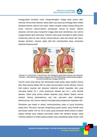 LISTRIK untuk SMP
KEGIATAN PEMBELAJARAN 3: SISTEM PERNAFASAN PADA MANUSIA
KELOMPOK KOMPETENSI C
Modul Guru Pembelajar
Mata Pelajaran Biologi SMA
59
menggunakan kontraksi untuk mengembangkan rongga dada secara aktif,
manusia menurunkan tekanan udara dalam paru-parunya sehingga lebih rendah
daripada tekanan udara di luar tubuh. Udara mengalir melalui lubang hidung dan
mulut, menuruni saluran-saluran pernapasan menuju ke alveoli. Selama
ekspirasi, otot-otot yang mengontrol rongga dada akan berelaksasi, dan volume
rongga tersebut akan berkurang. Tekanan udara yang meningkat di dalam alveoli
mendorong udara ke atas menuju saluran-saluran udara dan keluar dari tubuh.
Dengan demikian, inspirasi selalu aktif dan membutuhkan kerja, sementara
ekspirasi biasanya pasif.
Gambar 3.2. Kedudukan Tulang Rusuk dan Diafragma pada Saat Inspirasi dan ekspirasi
(Sumber : http://pancanaka-airgun.blogspot.com/2014/02/referat-marksmanship-bagian-
3-kontrol.htmldiunduh tanggal 9/9/2015)
Volume udara yang dihirup dan diembuskan pada setiap napas disebut volume
tidal. Rata-ratanya adalah 500 mL pada manusia dalam kondisi istirahat. Volume
tidal selama inspirasi dan ekspirasi maksimal adalah kapasitas vital, yang
mencapai sekitar 3,4 L untuk perempuan dewasa dan 4,8 L untuk laki-laki
dewasa. Udara yang tersisa setelah ekspirasi yang ditekan disebut volume
residual. Seiring bertambahnya usia kita, paru-paru akan kehilangan
kelenturannya, dan volume residual meningkat pada pengeluaran kapasitas vital.
Pertukaran gas terjadi di alveoli, kantong-kantong udara di ujung bronkiolus
paling kecil. Paru-paru manusia mengandung jutaan alveoli, yang memiliki area
permukaan sekitar 100 m2. O2 di udara yang memasuki alveoli terlarut di dalam
selaput lembap yang melapisi permukaan dalam dan berdifusi dengan cepat
melintasi epitelium ke dalam jejaring kapiler yang mengelilingi setiap alveoli. CO2
 