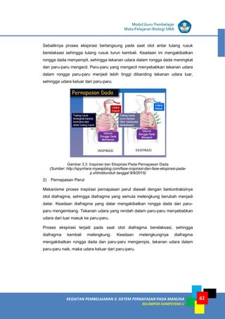 LISTRIK untuk SMP
KEGIATAN PEMBELAJARAN 3: SISTEM PERNAFASAN PADA MANUSIA
KELOMPOK KOMPETENSI C
Modul Guru Pembelajar
Mata Pelajaran Biologi SMA
61
Sebaliknya proses ekspirasi berlangsung pada saat otot antar tulang rusuk
berelaksasi sehingga tulang rusuk turun kembali. Keadaan ini mengakibatkan
rongga dada menyempit, sehingga tekanan udara dalam rongga dada meningkat
dan paru-paru mengecil. Paru-paru yang mengecil menyebabkan tekanan udara
dalam rongga paru-paru menjadi lebih tinggi dibanding tekanan udara luar,
sehingga udara keluar dari paru-paru.
Gambar 3.3. Inspirasi dan Ekspirasi Pada Pernapasan Dada
(Sumber: http://spynhara.mywapblog.com/fase-inspirasi-dan-fase-ekspirasi-pada-
p.xhtmldiunduh tanggal 9/9/2015)
2) Pernapasan Perut
Mekanisme proses inspirasi pernapasan perut diawali dengan berkontraksinya
otot diafragma, sehingga diafragma yang semula melengkung berubah menjadi
datar. Keadaan diafragma yang datar mengakibatkan rongga dada dan paru-
paru mengembang. Tekanan udara yang rendah dalam paru-paru menyebabkan
udara dari luar masuk ke paru-paru.
Proses ekspirasi terjadi pada saat otot diafragma berelaksasi, sehingga
diafragma kembali melengkung. Keadaan melengkungnya diafragma
mengakibatkan rongga dada dan paru-paru mengempis, tekanan udara dalam
paru-paru naik, maka udara keluar dari paru-paru.
 