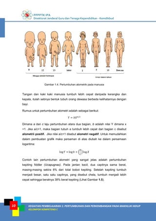 PPPPTK IPA
Direktorat Jenderal Guru dan Tenaga Kependidikan - Kemdikbud
KEGIATAN PEMBELAJARAN 1: PERTUMBUHAN DAN PERKEMBANGAN PADA MAKHLUK HIDUP
KELOMPOK KOMPETENSI C
10
Gambar 1.4. Pertumbuhan alometrik pada manusia
Tangan dan kaki kaki manusia tumbuh lebih cepat daripada kerangka dan
kepala, itulah sebnya bentuk tubuh orang dewasa berbeda kelihatannya dengan
bayi.
Rumus untuk pertumbuhan alometri adalah sebagai berikut:
𝑌 = 𝑏𝑋 𝑎/𝑐
Dimana a dan c laju pertumbuhan atara dua bagian, b adalah nilai Y dimana x
=1. Jika a/c>1, maka bagian tubuh a tumbuh lebih cepat dari bagian c disebut
alometrii positif. Jika nilai a/c<1 disebut alometri negatif. Untuk memudahkan
dalam pembuatan grafik maka persaman di atas diubah ke dalam persamaan
logaritma:
log 𝑌 = log 𝑏 + �
𝑎
𝑐
� log 𝑋
Contoh lain pertumbuhan alometri yang sangat jelas adalah pertumbuhan
kepiting fiddler (Ucapugnax). Pada jantan kecil, dua capitnya sama berat,
masing-masing sekira 8% dari total bobot kepiting. Setelah kepiting tumbuh
menjadi besar, satu satu capitnya, yang disebut chela, tumbuh menjadi lebih
cepat sehingga beratnya 38% berat kepiting (Lihat Gambar 1.5).
 