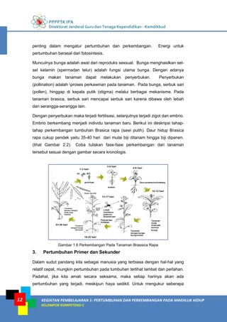 PPPPTK IPA
Direktorat Jenderal Guru dan Tenaga Kependidikan - Kemdikbud
KEGIATAN PEMBELAJARAN 1: PERTUMBUHAN DAN PERKEMBANGAN PADA MAKHLUK HIDUP
KELOMPOK KOMPETENSI C
12
penting dalam mengatur pertumbuhan dan perkembangan. Energi untuk
pertumbuhan berasal dari fotosintesis.
Munculnya bunga adalah awal dari reproduks sexsual. Bunga menghasilkan sel-
sel kelamin (spermadan telur) adalah fungsi utama bunga. Dengan adanya
bunga makan tanaman dapat melakukan penyerbukan. Penyerbukan
(pollination) adalah proses perkawinan pada tanaman. Pada bunga, serbuk sari
(pollen), hinggap di kepala putik (stigma) melalui berbagai mekanisme. Pada
tanaman brasica, serbuk sari mencapai serbuk sari karena dibawa oleh lebah
dan serangga-serangga lain.
Dengan penyerbukan maka terjadi fertilisasi, selanjutnya terjadi zigot dan embrio.
Embrio berkembang menjadi individu tanaman baru. Berikut ini deskripsi tahap-
tahap perkembangan tumbuhan Brasica rapa (sawi putih). Daur hidup Brasica
rapa cukup pendek yaitu 35-40 hari dari mulai biji ditanam hingga biji dipanen.
(lihat Gambar 2.2). Coba tuliskan fase-fase perkembangan dari tanaman
tersebut sesuai dengan gambar secara kronologis.
Gambar 1.6 Perkembangan Pada Tanaman Brassica Rapa
3. Pertumbuhan Primer dan Sekunder
Dalam sudut pandang kita sebagai manusia yang terbiasa dengan hal-hal yang
relatif cepat, mungkin pertumbuhan pada tumbuhan terlihat lambat dan perlahan.
Padahal, jika kita amati secara seksama, maka setiap harinya akan ada
pertumbuhan yang terjadi, meskipun haya sedikit. Untuk mengukur seberapa
 