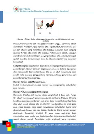 PPPPTK IPA
Direktorat Jenderal Guru dan Tenaga Kependidikan - Kemdikbud
KEGIATAN PEMBELAJARAN 1: PERTUMBUHAN DAN PERKEMBANGAN PADA MAKHLUK HIDUP
KELOMPOK KOMPETENSI C
16
Gambar 1.7 Ayam Broiler (a) dan ayam kampung (b) memiliki faktor genetik yang
berbeda
Pengaruh faktor genetis lebih jelas pada hewan bibit unggul. Contohnya adalah
ayam broiler (Gambar 1.7 (a)) memiliki sifat cepat tumbuh, karena meiliki gen-
gen dari tetuanya yang menentukan sifat tersebut, sedangkan ayam kampung
(Gambar 1.7 (b)) tidak meiliki sifat tersebut. Pertanyaannya adalah, walaupun
ayam broiler tersebut memiliki gen-gen yang membawa sifat pertumbuhan cepat,
apakah akan bisa tumbuh dengan cepat jika tidak diberi pakan yang cukup dan
berkualitas?
Faktor Hormonal. Kerja hormon dalam tubuh mempengaruhi pertumbuhan dan
perkembangan. Namun demikian bagaimana hormon itu bekerja dipengaruhi
oleh materigenetik dalam sel-sel tubuh. Jika sel-sel tubuh mengandung cacat
genetik maka akan ada gangguan kerja hormonal, sehingga pertumbuhan dan
perkembanganpun bisa terganggu.
Hormon-Hormon pada Manusia/Hewan
Berikut ini dikemukakan beberapa hormon yang mempengaruhi pertumbuhan
pada manusia.
Hormon Pertumbuhan (Growth Hormone)
Hormon ini dihasilkan oleh kelenjar pituitari yang terletak di dasar otak. Fungsi
GH adalah mempengaruhi pertumbuhan jumlah sel tulang. Produksi GH yang
berlebihan selama perkembangan anak-anak, dapat mengakibatkan Gigantisme
atau tubuh seperti raksasa. Jika produksi GH yang berlebihan ini terjadi pada
pada masa dewasa, maka dapat menyebabkan pertumbuhan tulang yang
abnormal pada lengan, kaki, dan kepala. Kondisi ini dikenal dengan sebutan
Akromegali. Kekurangan produksi GH pada masa anak-anak dapat
menyebabkan suatu kondisi yang disebut dwarfism, dimana rangka tidak tumbuh
seperti ukuran normal. Pengobatan untuk anak-anak yang mengalami
 