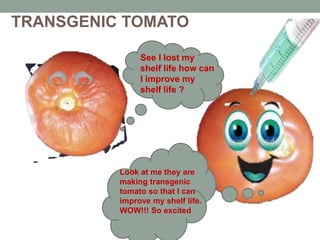 TRANSGENIC TOMATO
See I lost my
shelf life how can
I improve my
shelf life ?
Look at me they are
making transgenic
tomato so that I can
improve my shelf life.
WOW!!! So excited
 