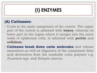 (I) ENZYMES
(A) Cutinases:
• Cutin is the main component of the cuticle. The upper
part of the cuticle is admixed with waxes, whereas its
lower part in the region where it merges into the outer
walls of epidermal cells, is admixed with pectin and
cellulose.
• Cutinases break down cutin molecules and release
monomers as well as oligomers of the component fatty
acid derivatives from the insoluble cutin polymer e.g.
Fusarium spp. and Botrytis cinerea.
 