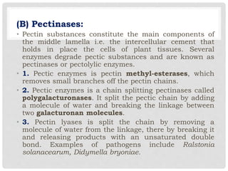 (B) Pectinases:
• Pectin substances constitute the main components of
the middle lamella i.e. the intercellular cement that
holds in place the cells of plant tissues. Several
enzymes degrade pectic substances and are known as
pectinases or pectolylic enzymes.
• 1. Pectic enzymes is pectin methyl-esterases, which
removes small branches off the pectin chains.
• 2. Pectic enzymes is a chain splitting pectinases called
polygalacturonases. It split the pectic chain by adding
a molecule of water and breaking the linkage between
two galacturonan molecules.
• 3. Pectin lyases is split the chain by removing a
molecule of water from the linkage, there by breaking it
and releasing products with an unsaturated double
bond. Examples of pathogens include Ralstonia
solanacearum, Didymella bryoniae.
 