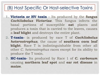 (B) Host Specific Or Host-selective Toxins
1. Victorin or HV toxin – Its produced by the fungus
Cochliobolus Victoriae. This fungus infects the
basal portions of susceptible oat plants and
produces a toxin that is carried to the leaves, causes
a leaf blight and destroys the entire plant.
2. T-toxin- is produced by race T of Cochliobolus
heterostrophus, the cause of southern corn leaf
blight. Race T is indistinguishable from other all
other C. heterostrophus races except for its ability to
produce the T toxin.
3. HC-toxin- Its produced by Race 1 of C. carbonum
causing northern leaf spot and ear rot disease in
maize.
 