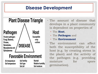 Disease Development
• The amount of disease that
develops in a plant community
is dependent on properties of
• The Host,
• The Pathogen and
• The Environment
• The environment can affect
both the susceptibility of the
host (e.g. by creating stress in
the plant) and the activity of
the pathogen (e.g. providing
moisture for spore
germination).
 