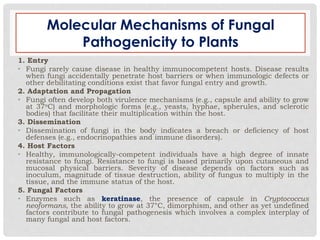 Molecular Mechanisms of Fungal
Pathogenicity to Plants
1. Entry
• Fungi rarely cause disease in healthy immunocompetent hosts. Disease results
when fungi accidentally penetrate host barriers or when immunologic defects or
other debilitating conditions exist that favor fungal entry and growth.
2. Adaptation and Propagation
• Fungi often develop both virulence mechanisms (e.g., capsule and ability to grow
at 37oC) and morphologic forms (e.g., yeasts, hyphae, spherules, and sclerotic
bodies) that facilitate their multiplication within the host.
3. Dissemination
• Dissemination of fungi in the body indicates a breach or deficiency of host
defenses (e.g., endocrinopathies and immune disorders).
4. Host Factors
• Healthy, immunologically-competent individuals have a high degree of innate
resistance to fungi. Resistance to fungi is based primarily upon cutaneous and
mucosal physical barriers. Severity of disease depends on factors such as
inoculum, magnitude of tissue destruction, ability of fungus to multiply in the
tissue, and the immune status of the host.
5. Fungal Factors
• Enzymes such as keratinase, the presence of capsule in Cryptococcus
neoformans, the ability to grow at 37°C, dimorphism, and other as yet undefined
factors contribute to fungal pathogenesis which involves a complex interplay of
many fungal and host factors.
 
