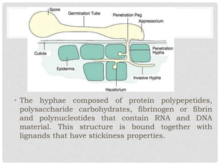 • The hyphae composed of protein polypepetides,
polysaccharide carbohydrates, fibrinogen or fibrin
and polynucleotides that contain RNA and DNA
material. This structure is bound together with
lignands that have stickiness properties.
 