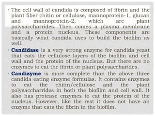 • The cell wall of candida is composed of fibrin and the
plant fiber chitin or cellulose, mannoprotein-1, glucan
and mannoprotein-2, which are plant
polysaccharrides. Then comes a plasma membrane
and a protein nucleus. These components are
basically what candida uses to build the biofilm as
well.
• Candidase is a very strong enzyme for candida yeast
that eats the cellulose layers of the biofilm and cell
wall and the protein of the nucleus. But there are no
enzymes to eat the fibrin or plant polysaccharides.
• Candizyme is more complete than the above three
candida eating enzyme formulas. It contains enzymes
to eat the chitin/cellulose and the plant
polysaccharrides in both the biofilm and cell wall. It
also has protease enzymes to eat the protein of the
nucleus. However, like the rest it does not have an
enzyme that eats the fibrin in the biofilm.
 