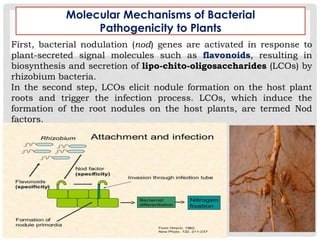 First, bacterial nodulation (nod) genes are activated in response to
plant-secreted signal molecules such as flavonoids, resulting in
biosynthesis and secretion of lipo-chito-oligosaccharides (LCOs) by
rhizobium bacteria.
In the second step, LCOs elicit nodule formation on the host plant
roots and trigger the infection process. LCOs, which induce the
formation of the root nodules on the host plants, are termed Nod
factors.
Molecular Mechanisms of Bacterial
Pathogenicity to Plants
 