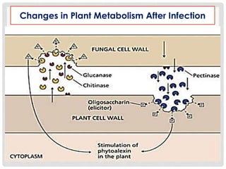 Changes in Plant Metabolism After Infection
 