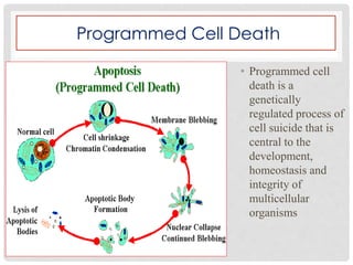 Programmed Cell Death
• Programmed cell
death is a
genetically
regulated process of
cell suicide that is
central to the
development,
homeostasis and
integrity of
multicellular
organisms
 