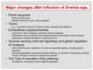 • Pectic enzymes
- Soft rot Erwinia spp.
- Multiple isozymes, some plant regulated
• Toxins
- e.g., coronatine acts as JA mimic to down regulate plant defense
• Extracellular polysaccharides
- Important in many diseases, specially vascular diseases
- Postulated roles in protection from plant-derived antimicrobials, osmotic stress,
dessication; evading recognition; causing wilt, etc.
• Quorum sensing (cell-cell signaling) and global regulation
of virulence
- Soft rot Erwinia spp. regulation of virulence associated genes, including pectic
enzymes
- Cell wall degradation products elicit plant defense, so benefit to repressing pectolytic
activity until high numbers of bacteria accumulate.
• The Type III secretion (Hrp) pathway
- Essential for necrogenic Gram negative pathogens
Major changes after Infection of Erwinia spp.
 