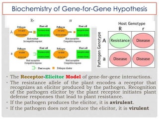 Biochemistry of Gene-for-Gene Hypothesis
• The Receptor-Elicitor Model of gene-for-gene interactions.
• The resistance allele of the plant encodes a receptor that
recognizes an elicitor produced by the pathogen. Recognition
of the pathogen elicitor by the plant receptor initiates plant
defense responses that lead to plant resistance.
• If the pathogen produces the elicitor, it is avirulent.
• If the pathogen does not produce the elicitor, it is virulent
 