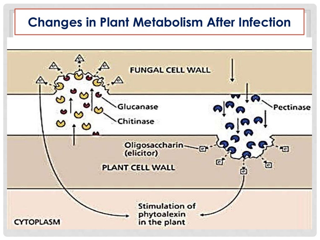 Plant - Pathogen Interaction and Disease Development