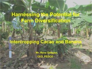 Harnessing the Potential for
   Farm Diversification



Intercropping Cacao and Banana

          - Mr. Rene Dalayon,
            CEO, FEDCO -
 
